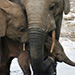 news-imageForest Elephant family