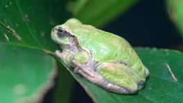 news-imageTree frog