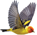 news-imageWestern Tanager