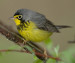 news-imageMale Canada warbler