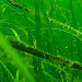 news-imageLesions on eelgrass in an underwater meadow