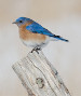 news-imageEastern bluebird