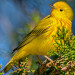 news-imageYellow warbler, a group of migratory species known to be in decline