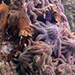 news-imageHealthy sea star colony