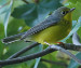 news-imageThe Canada warbler is one of 117 bird species whose habitat across the Western Hemisphere would be protected under the conservation plan.