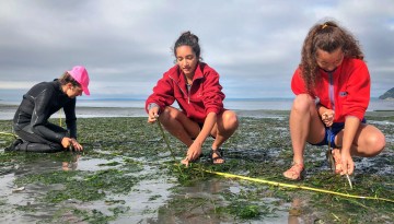 news-imageMembers of the Harvell Lab examine the health of eelgrass at low tide